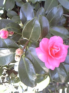 c0037701_0245789.jpg