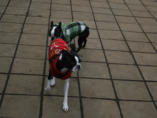 e0080117_2295210.gif