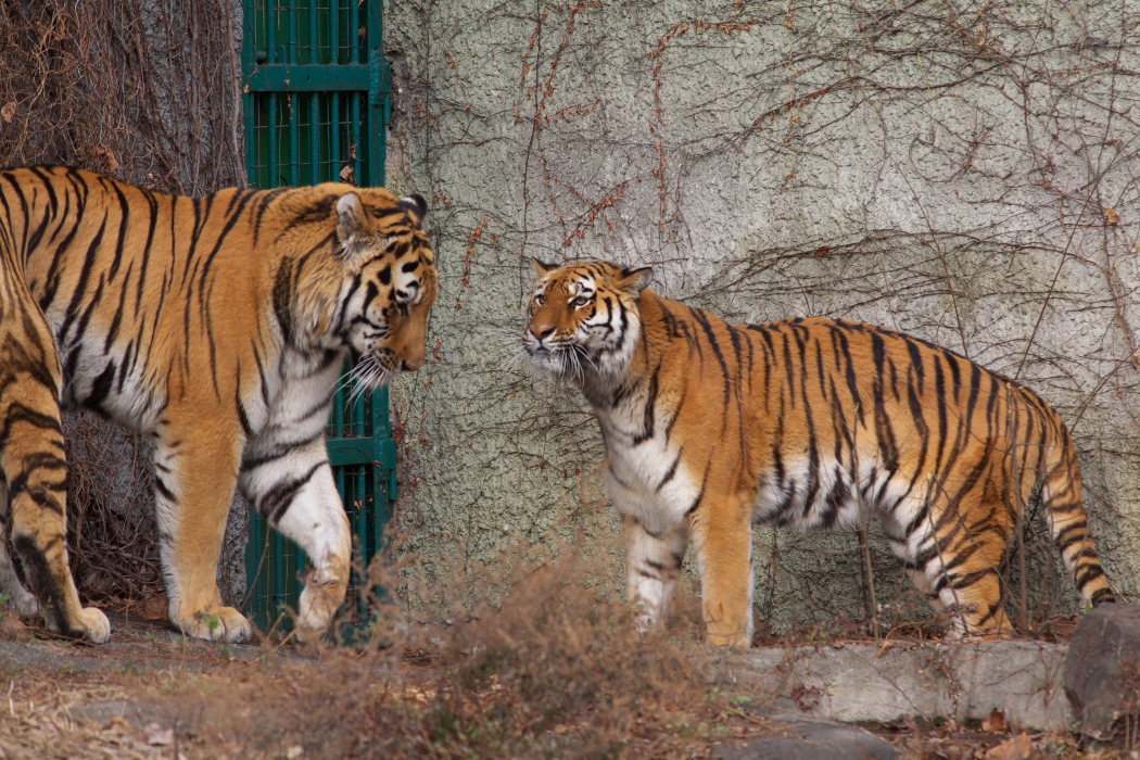 天王寺動物園２３０_c0088025_1165922.jpg