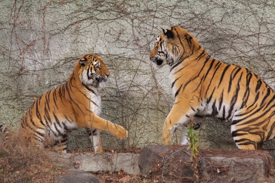 天王寺動物園２３０_c0088025_117279.jpg