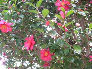 e0110940_21154161.jpg