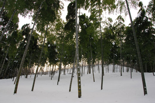 冬の竹林(Ⅱ)_c0093046_6534817.jpg