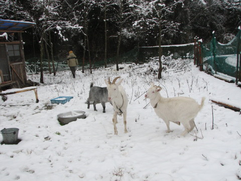 １月２１日　雪　雪　雪_c0127548_197889.jpg