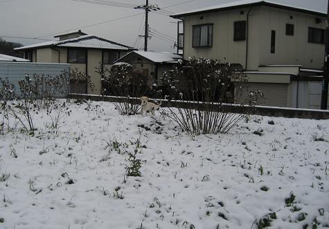 c0117058_1418299.jpg