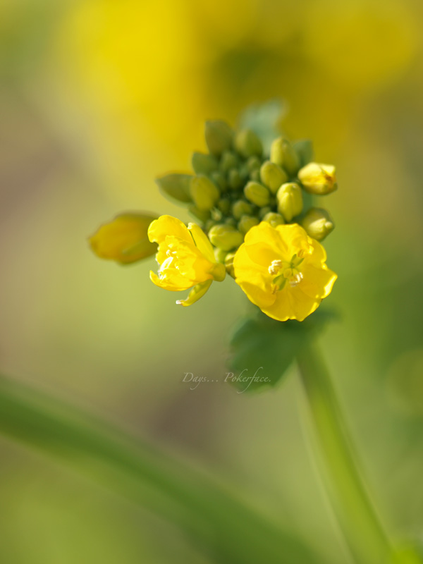 One Day... 菜の花畑へ （守山市第一なぎさ公園）_d0079559_19462721.jpg