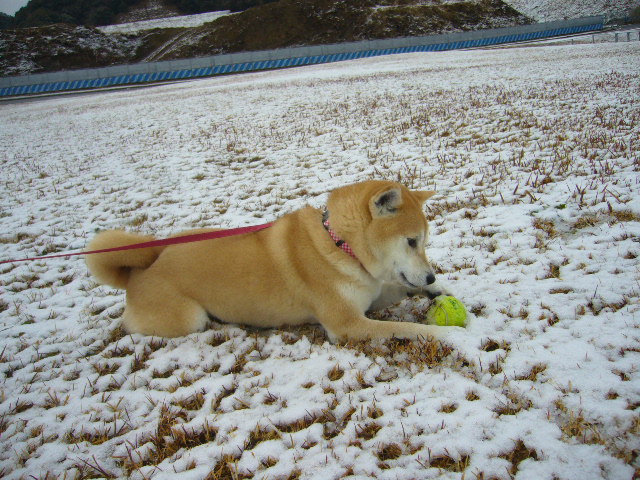 1月21日(月)雪と愛ちゃん!_f0060461_10321948.jpg