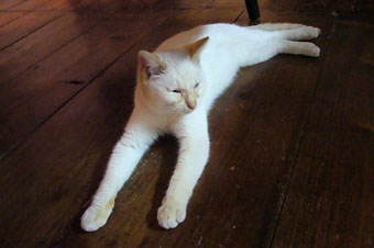 I\'m sleepy..._c0153966_2224321.jpg