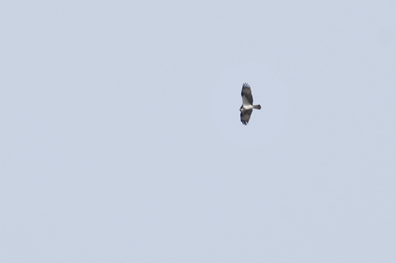 チョウゲンボウ_f0053272_1791480.jpg