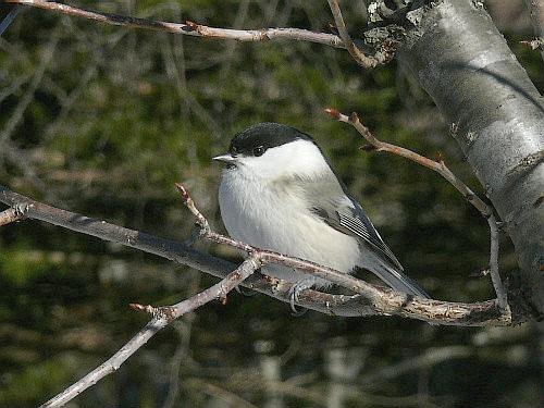 苫小牧の野鳥　（一）　ハシブトガラ_d0084473_202836.jpg