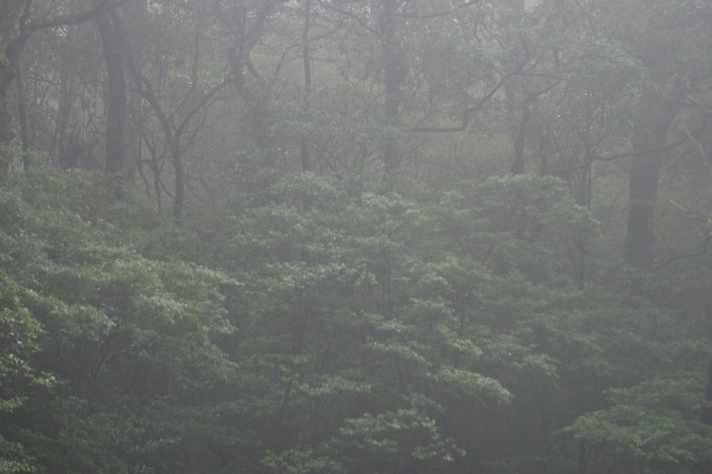 屋久島の旅　－紀元杉と雨ー_d0079278_2165847.jpg