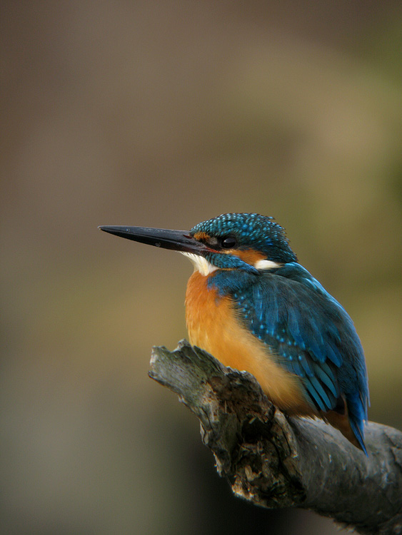 a0035279_20112455.jpg