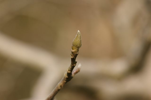 e0070891_18321483.jpg