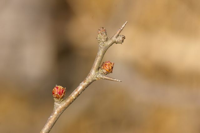 e0070891_183482.jpg