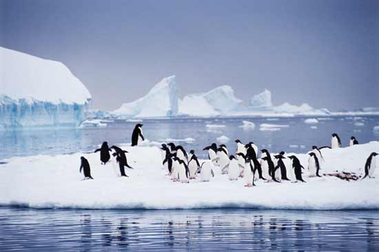 ★南極の島々でペンギンの生息数が回復している!! (◎_◎)_a0028694_2139196.jpg