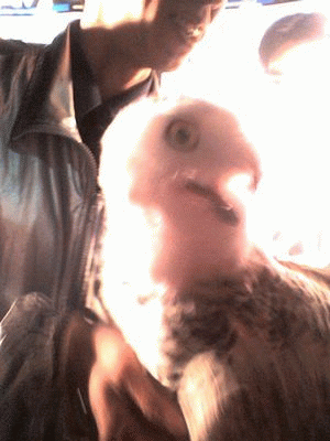 a0050838_203489.gif