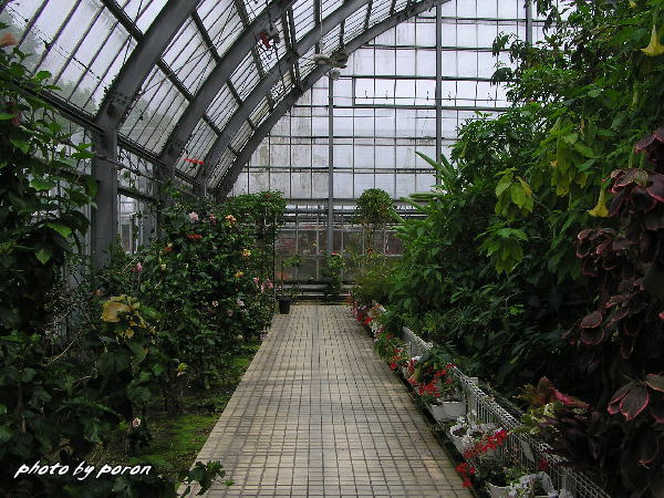 「花空間けいはんな」の温室の花々です。_c0137342_8172145.jpg