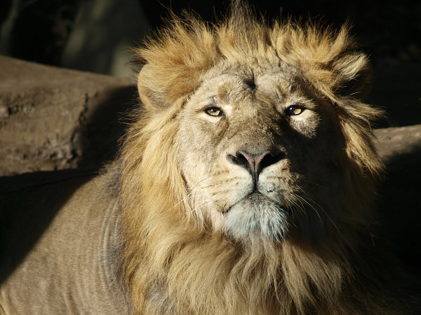空飛ぶ さかな 猛獣天国