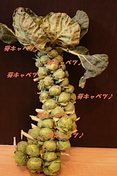 Brussels sprouts_c0156468_19392112.jpg