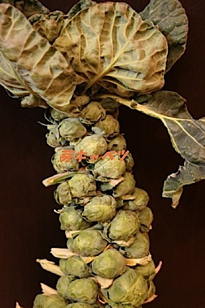 Brussels sprouts_c0156468_1939890.jpg