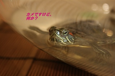 お知らせ_c0156468_20152585.jpg