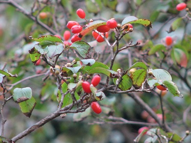 サンシュユ(山茱萸)_c0085874_21484653.jpg