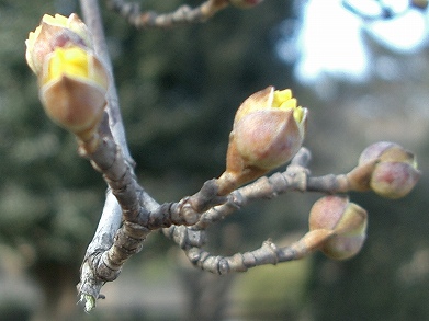 サンシュユ(山茱萸)_c0085874_21503392.jpg