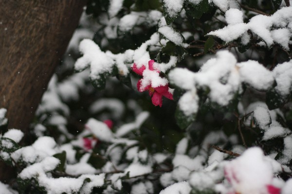 東京の雪_e0121710_9582420.jpg