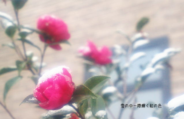 d0006718_1640408.jpg