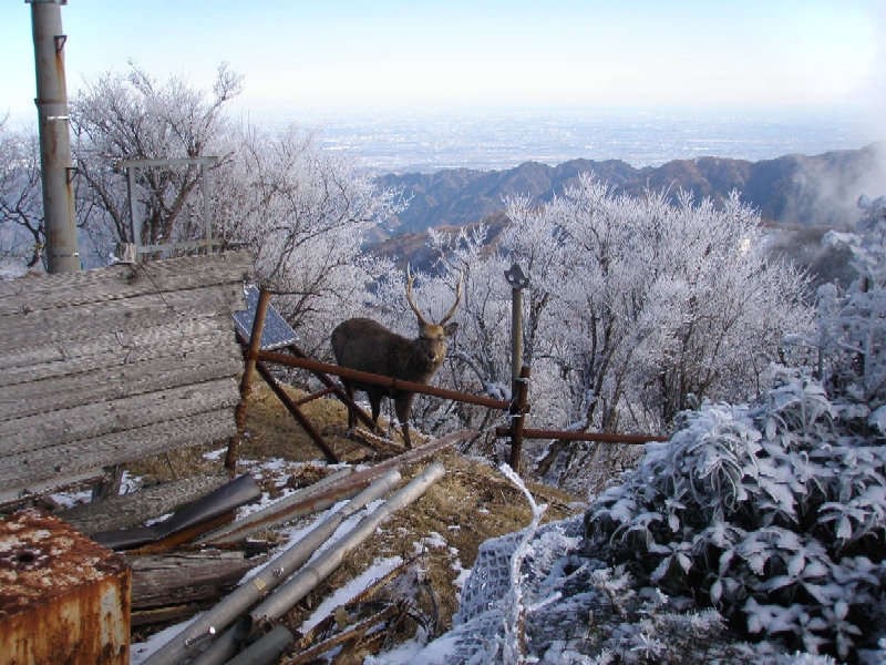 丹沢・大倉尾根から塔ノ岳～鍋割山_c0007525_335855.jpg