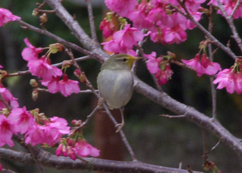 アマミヒイラギモチの実_d0053930_17291594.jpg