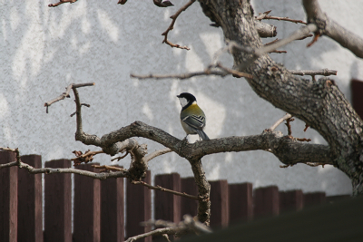 英名 ：Japanese White-eye _c0120834_825586.jpg