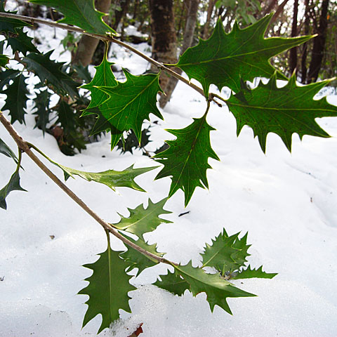 雪景色　＃２_c0067040_223626.jpg