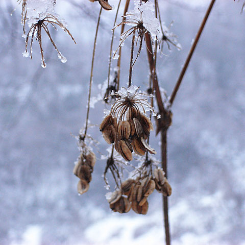 雪景色　＃２_c0067040_22432931.jpg