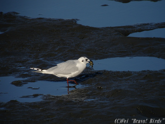 ズグロカモメ　Saunders\'s Gull/ Larus saundersi _b0069564_21565492.jpg