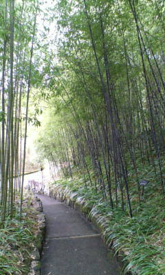 京都は雨。_e0051174_7361781.jpg