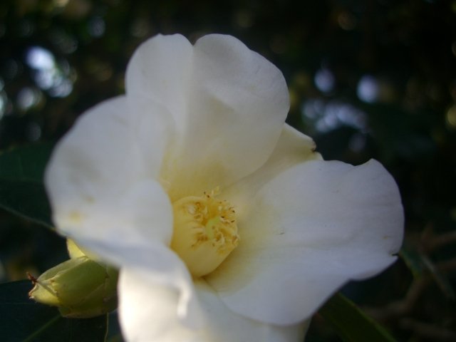 f0137275_648347.jpg