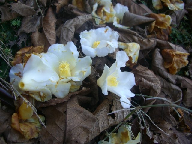 f0137275_6541657.jpg