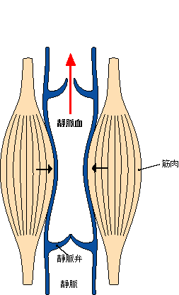 08 1 23 足は第二の心臓 Sock Town Blog 08 1 23 足は第二の心臓 Sock Town Blog