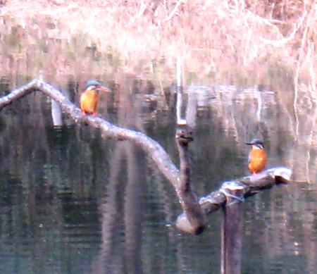 石神井公園のカワセミ_e0034511_15483232.jpg