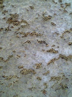 e0092614_0254929.jpg