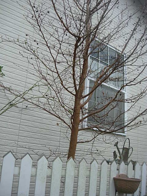 c0085916_132430.jpg