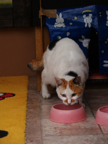c0136217_358379.jpg