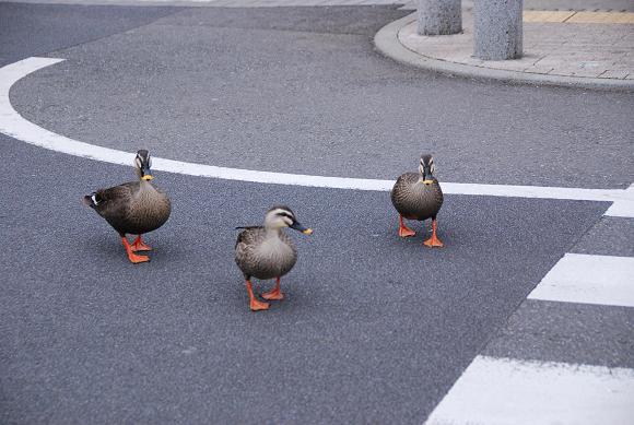 ある日のお散歩_c0099133_1243998.jpg