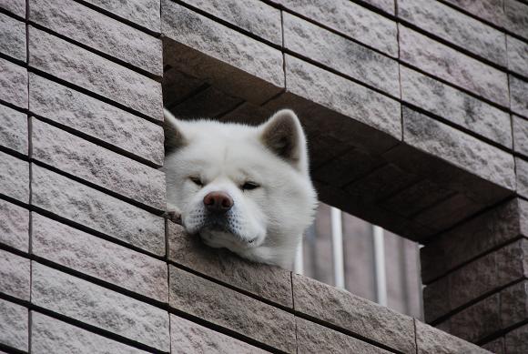 ある日のお散歩_c0099133_1253869.jpg