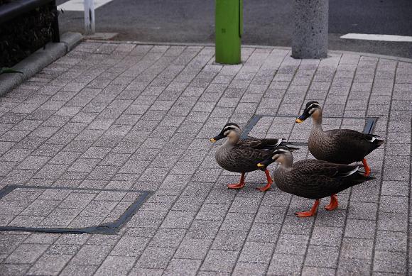 ある日のお散歩_c0099133_1261635.jpg