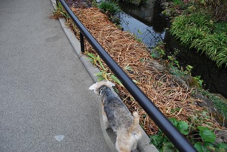 ある日のお散歩_c0099133_1415523.jpg