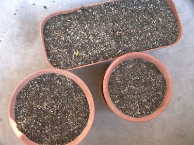 ベランダ菜園 ハダニ用の農薬を処分する さぬき日記