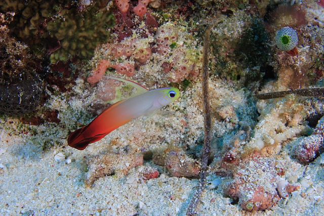 ぺリリュー島　３日目４本目オレンジビーチ_d0145066_10363562.jpg