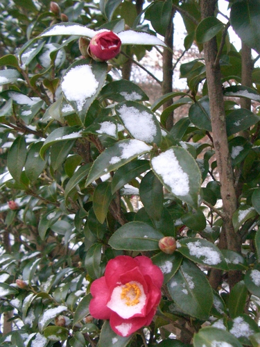 d0069498_17355833.jpg