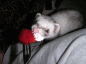 a0018200_84039.gif